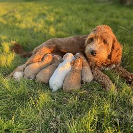Coral - Goldendoodle