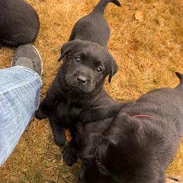 Pink - Black female Labrador Retriever puppy in Buckley, Washington from Buckley Labradors