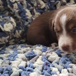 Australian Shepherd Puppies from Slemmer Aussies
