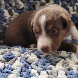 Australian Shepherd Puppies from Slemmer Aussies