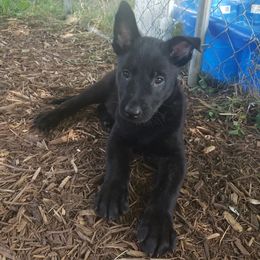 Girl 1 - Dutch Shepherd puppy in Rochester, New York from Blackcraft K9