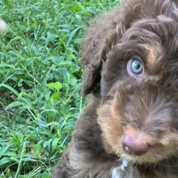 Snickers - Bernedoodle puppy in North Carolina from Morteo Bernadoodles