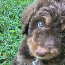 Snickers - Bernedoodle puppy in North Carolina from Morteo Bernadoodles