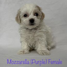 Mozzarella - Cream female Shichon puppy in De Pere, Wisconsin from Kinzor Kennels