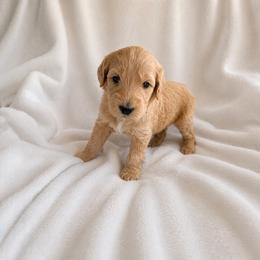 Ivory - Cream male Goldendoodle puppy in Glendale, Arizona from CocoLove Doodles