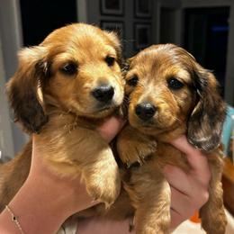 Nigel-AKC . PRA clear - Red male Dachshund puppy in Dover, Oklahoma from Freckles and Furballs