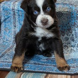 Moana - Black tri-color female Australian Shepherd puppy in Acworth, Georgia from Aussomely Yours, Australian Shepherds