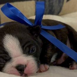 Boston Terriers from Lakeview Bostons