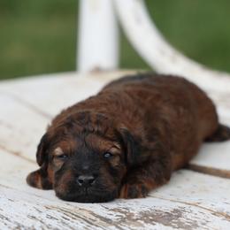 Matt - Red male Whoodle puppy in West Bend, Iowa from Blue Skies Terriers