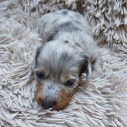 FLINT - TINY BLUE DAPPLE - Dapple male Dachshund puppy in Swink, Oklahoma from Palali Farm