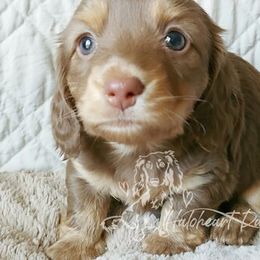 Dachshund Puppies from Haloheart Dachshunds