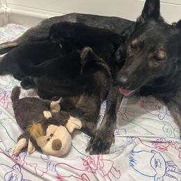 German Shepherd Puppies from Paws Of Germany