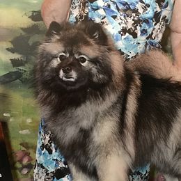 Cashmere - Keeshond