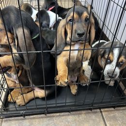 Basset Hound Puppies from Blessed Bassets