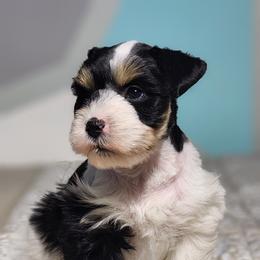 Bailey girl - Parti female Miniature Schnauzer puppy in Trinity, Alabama from C&E'S Schnauzers