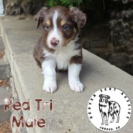 Ariat - Red tri male Miniature Australian Shepherd puppy in Jaroso, Colorado from Heaven Sent Aussies