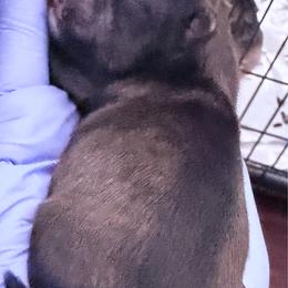 Boy 1 - Chocolate and tan male Shih Tzu puppy in Florida from Shorkie Land