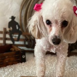 Poodles from S & R’S Precious Pups