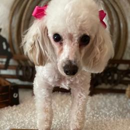 Poodles from S & R’S Precious Pups