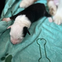 Lassie - Red tri-color male Miniature American Shepherd puppy in Troy, Ohio from Wiggle Wags Miniature American Shepherds