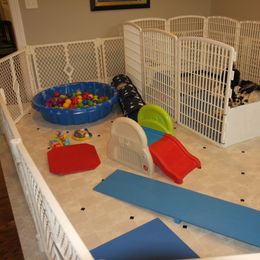 Schapendoes Puppies from Dream Star Schapendoes