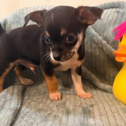 Darin AKC - Black and tan male Chihuahua puppy in Seneca, Missouri from Stephanie’s Puppy Colony