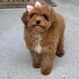 Lilly - Red  female Poodle puppy in Sauk Village, Illinois from Midwest Timberland Pups