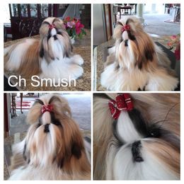 Champion Smush - Shih Tzu