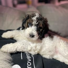 Bernedoodle, Cockapoo, and Goldendoodle Puppies from Avery Doodle Day LLC