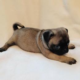 Boy 4 BLACK FACE GORGEOUS EYES Light Blue Collar - Fawn male Pug puppy in Blountsville, Alabama from Rock Springs Pugs