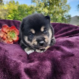 Rex - Black and tan male Shiba Inu puppy in Illinois from Precious-Puppies