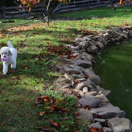 Poodle Puppies from D and D Standard Poodles