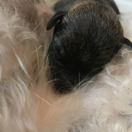 Goldendoodle, Schnoodle, and Sheepadoodle Puppies from Dood Ranch