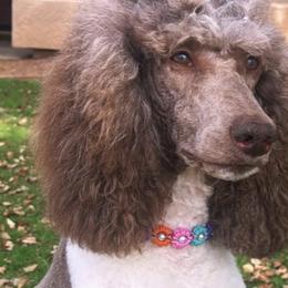 Bunnie - Poodle