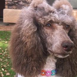 Bunnie - Poodle