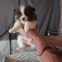 Bunny girl 3 - Chocolate parti female Pomeranian puppy in Maplefalls, Washington from Snow peak poms