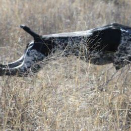 German Shorthaired Pointers from Stone Face Kennels