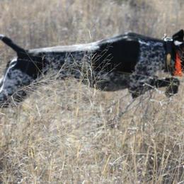 German Shorthaired Pointers from Stone Face Kennels