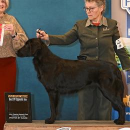 Flat-Coated Retrievers from Swiftwater Flat Coated Retrievers