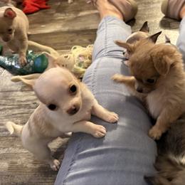 Elsie 7,000 - White female Chihuahua puppy in Summerfield, Florida from Uey’s Chihuahuas
