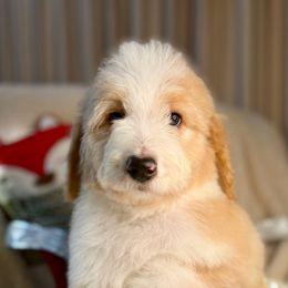 JACK SKELLINGTON - red parti boy - Red male Bernedoodle puppy in Lookout, California from Remington Kennels, LLC
