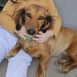 Reecie - Dachshund