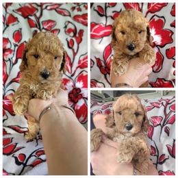 Girl 2 - Apricot female Goldendoodle puppy in Plymouth, Utah from Country Sunshine