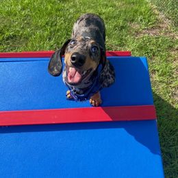 Boxer and Dachshund All Grown Up from Bella Familia Puppies