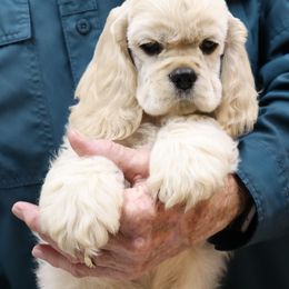 Cocker Spaniel Puppies from J and S Cocker Spaniels