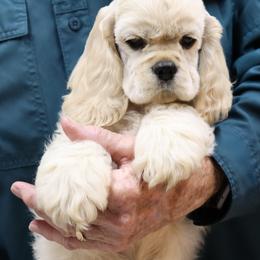 Cocker Spaniel Puppies from J and S Cocker Spaniels