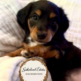 Magnolia Belle - Black and tan female Dachshund puppy in Sutherland, Virginia from Sutherland Estates Dachshunds