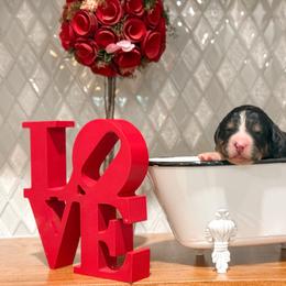 Robin - Tri-color female Bernedoodle puppy in Kilgore, Texas from Furry Tail Doodles