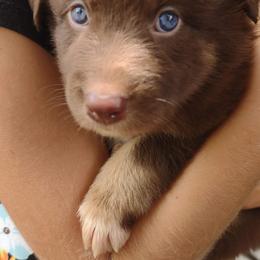 Australian Shepherd Puppies from Southern Boy Blues Aussies