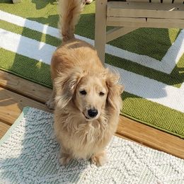 Dachshunds from Stepuppies dachshund